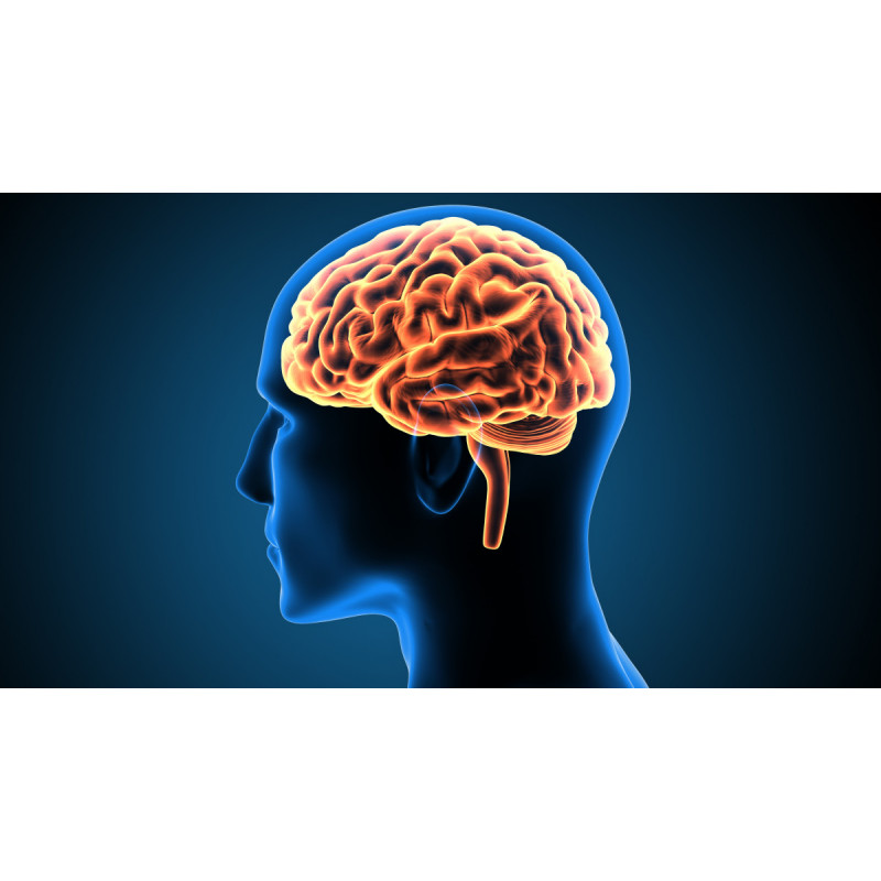 Cerveau Cerveau
