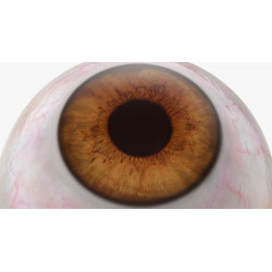 globe oculaire marron
