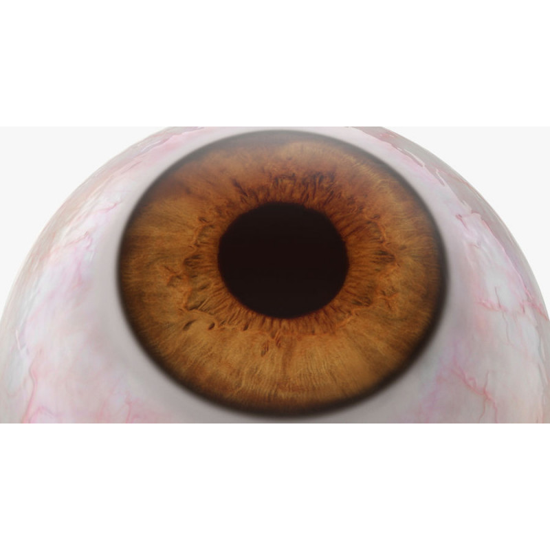globe oculaire marron