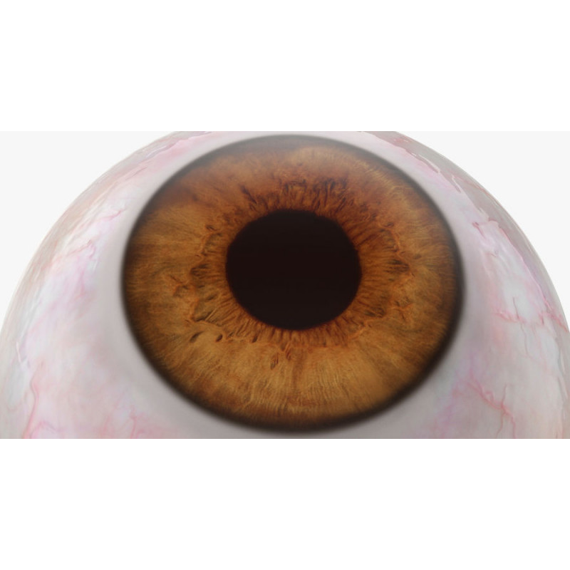 globe oculaire marron globe oculaire marron