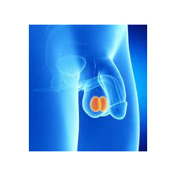 penis avec testicule mis en valeur orange