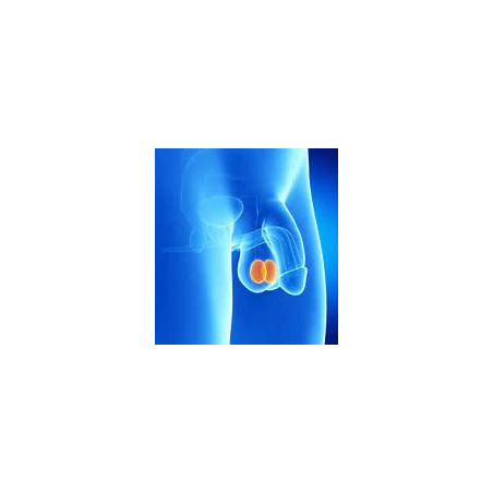 penis avec testicule mis en valeur orange